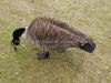 DSC00515 DSC00515
