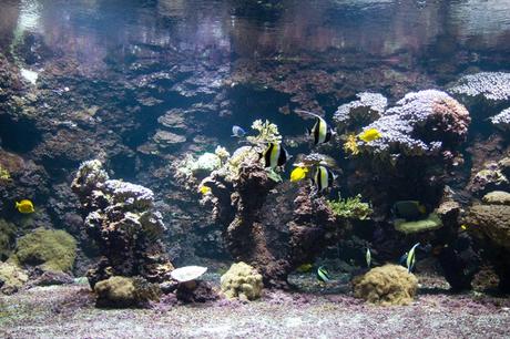 Visite de l’aquarium de La Rochelle