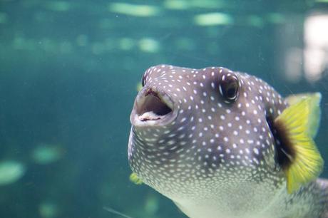 Visite de l’aquarium de La Rochelle