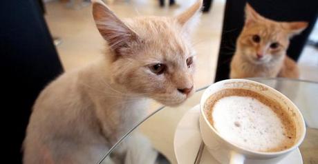Le café des chats bientôt sur Paris!