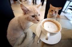Ouverture prochaine du café des chats le café des chats 2