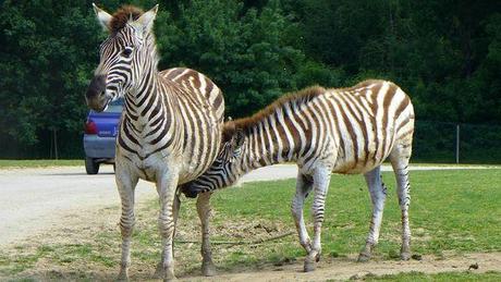 Ma fête des mères dans la savane P1020700