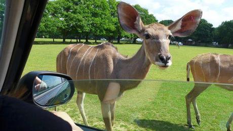 Ma fête des mères dans la savane P1020678