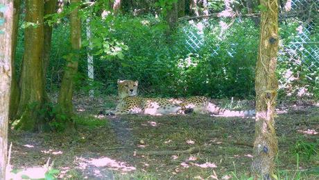 Ma fête des mères dans la savane P1020580