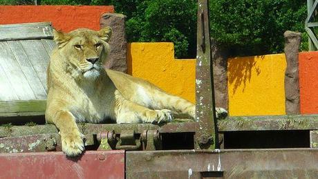 Ma fête des mères dans la savane P1020644