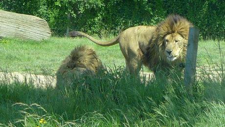 Ma fête des mères dans la savane P1020634