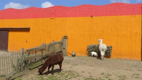 Ma fête des mères dans la savane P1020726