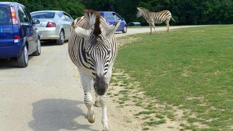 Ma fête des mères dans la savane P1020694