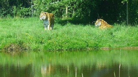 Ma fête des mères dans la savane P1020596