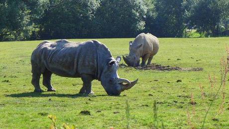 Ma fête des mères dans la savane P1020519