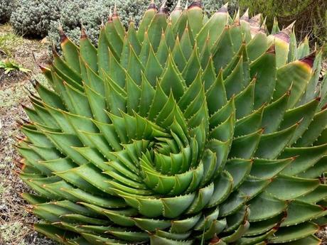 Aloe polyphylla, une plante rare en forme de spirale ! Aloe polyphylla - plante rare - alsagarden (1)