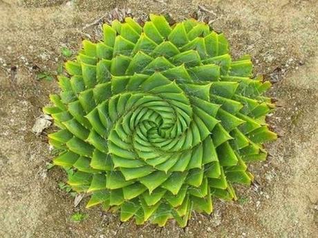 Aloe polyphylla, une plante rare en forme de spirale ! Aloe polyphylla - plante rare - alsagarden (3)