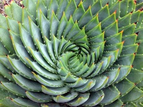 Aloe polyphylla, une plante rare en forme de spirale ! Aloe polyphylla - plante rare - alsagarden (2)