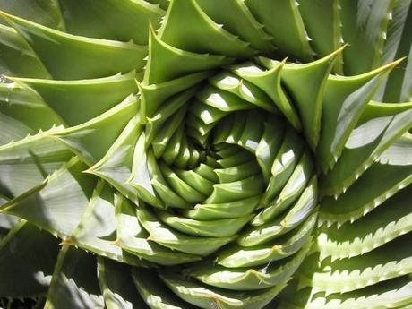 Aloe polyphylla, une plante rare en forme de spirale ! OLYMPUS DIGITAL CAMERA