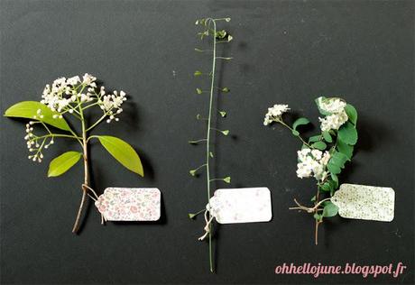 Inspiration herbier et botanique Inspiration herbier et botanique