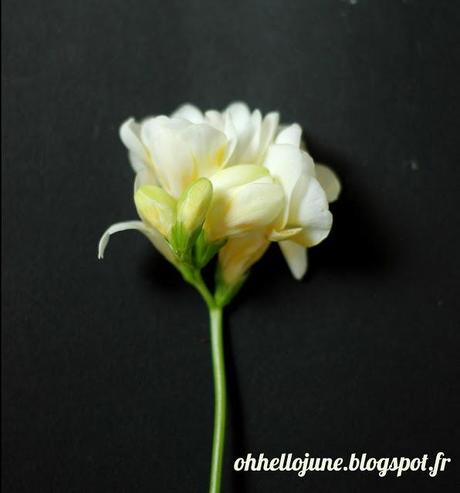 Inspiration herbier et botanique Inspiration herbier et botanique