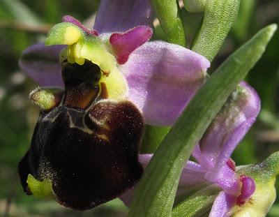 Floraison d'Ophrys fuciflora (Ophrys bourdon, Ophrys frelon)