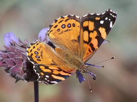 QUELQUES BONNES NOUVELLES! PAPILLON-DE-LA-TRANSFORMATION.jpg