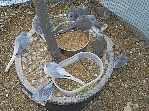 A VENDRE : OMNICOLORES, COLLIERS D'ASIE, CALOPSITTES, PERRUCHES ONDULEES, COLOMBES DIAMANT, DIAMANTS MANDARINS COLOMBES-DIAMANT.jpg