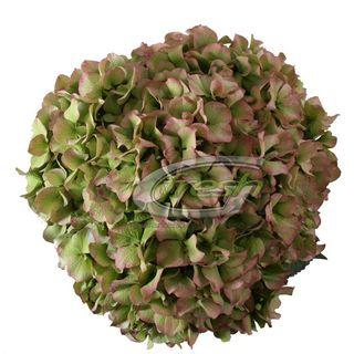Hydrangea-blue-lagune-classic-large Hydrangea-blue-lagune-classic-large