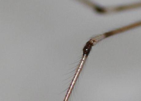Pholcus phalangioides 11 pholcus 30 mai 2013 046.jpg