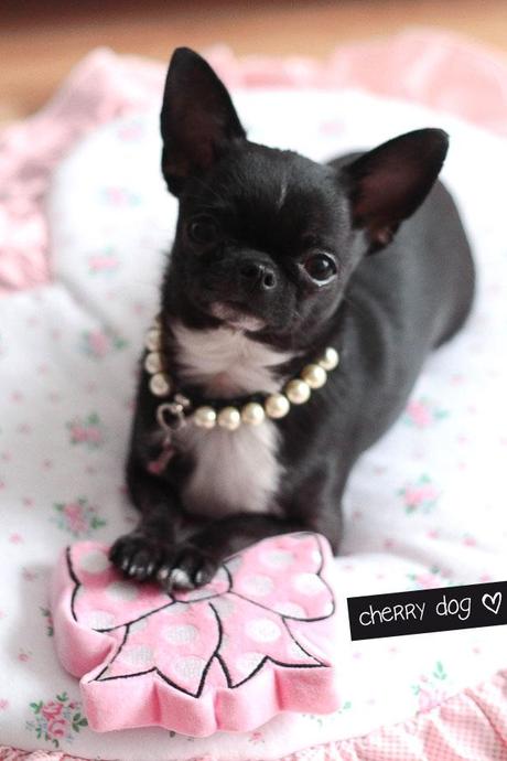 Jouet Ribbonbon pour chiens Le jouet Ribbonbon pour chiens