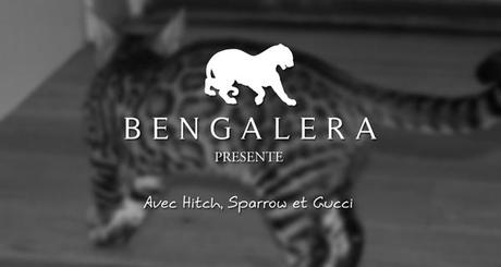 Vidéo de nos chats et chaton Bengal - Chatterie Bengalera
