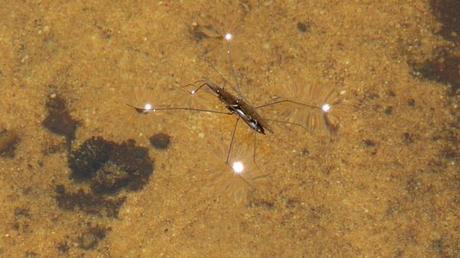 Jesus bug sur le Cirès rectangle P1360671