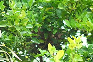 Mais qui a fait son nid là ??? les-animaux2-1460.JPG