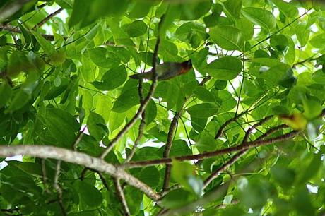 Mais qui a fait son nid là ??? les-animaux2-1471.JPG