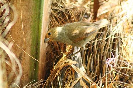 Mais qui a fait son nid là ??? les-animaux2-1482.JPG