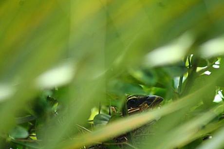 Mais qui a fait son nid là ??? les-animaux2-1457.JPG