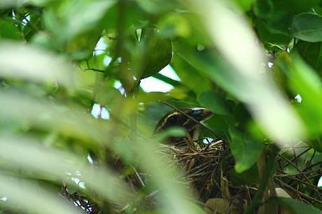 Mais qui a fait son nid là ??? les-animaux2-1469.JPG