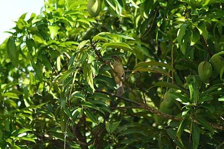 Mais qui a fait son nid là ??? les-animaux2-1511.JPG