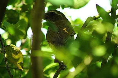 Mais qui a fait son nid là ??? les-animaux2-1505.JPG