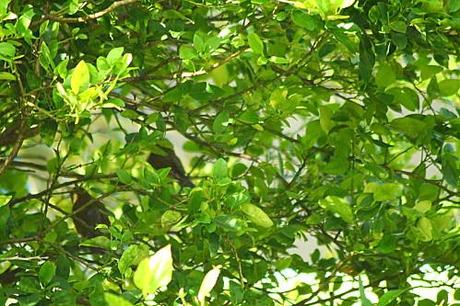 Mais qui a fait son nid là ??? les-animaux2-1514.JPG