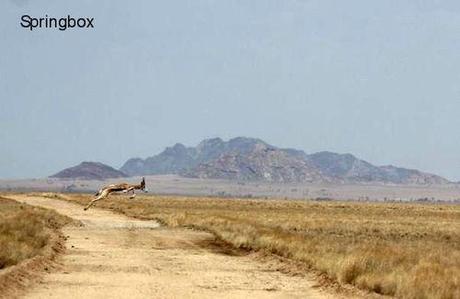 Affrique du Sud - La Namibie - 2 - deux 4174