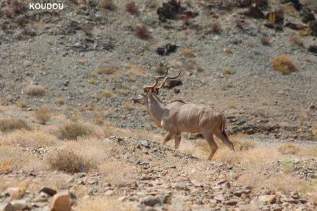 Affrique du Sud - La Namibie - 2 - deux 6055