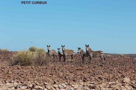 Affrique du Sud - La Namibie - 2 - deux 6331