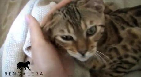 Vidéo de notre chat Bengal Hakuna : J'ai besoin d'amour!