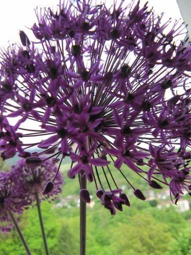 Fleur mauve....? fleur-mauve-1143.JPG