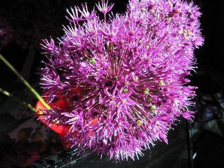 Fleur mauve....? fleur-mauve 1154