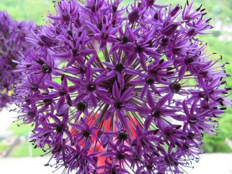 Fleur mauve....? fleur-mauve-1142.JPG