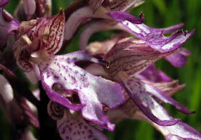 Un hybride d'Orchis : Orchis x angusticruris