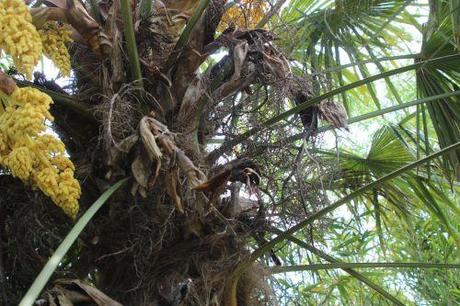 trachycarpus a marnay 1 juin 2013 011.jpg