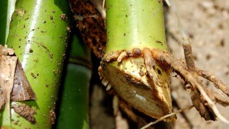 broyer des bambous raçines broyer des bambous raçines