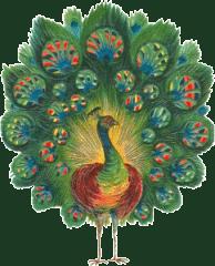 Des frissons pour un blouson Le paon fier