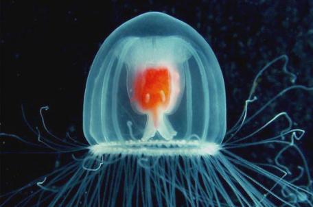 Les scientifiques découvrent une méduse immortelle