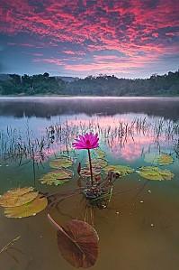 lotus-pink-sun