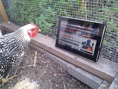 18% des foyers français ont une tablette a.aaa-Chicken-vs-tablet-D
